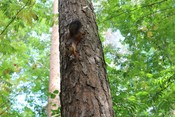 Photo squirrels in a summer Park on a tree.