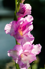 Pink gladiolus flowers are blooming in garden