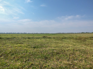 Fototapeta na wymiar Safari theme, extended field of grass