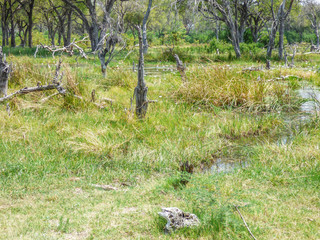 Safari theme, marshy landscape, in Botswana