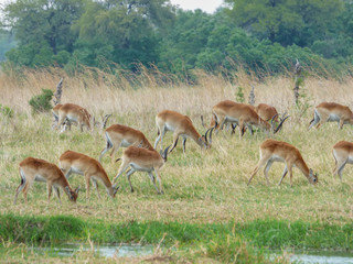 African impala, aerpyceros melampus, Botswana