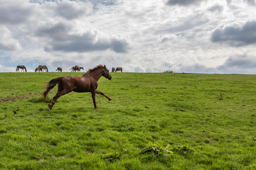 braunes Pferd galoppiert vor der Herde am Horizont