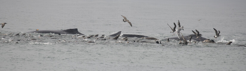 Feeding Frenzy of Humpback Whales, California Sea Lions and Birds, Monterey Bay