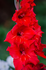 Red gladiolus flowers are blooming in summer