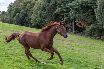 Galopp auf der Koppel