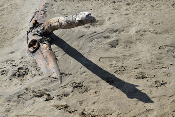 Bois flotté, et son ombre, enfoui dans le sable d'une plage