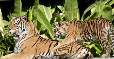 Papier Peint photo Lavable Tigre tiger and tiger cub