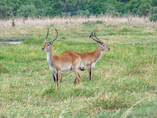 Naklejka na ściany i meble African impala, aerpyceros melampus, Botswana