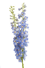 delphinium isolated © ksena32