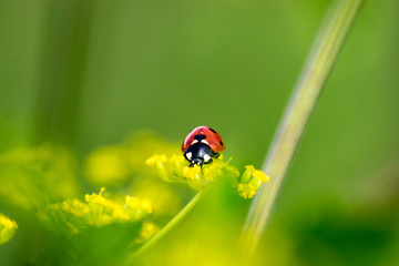 Lady bug