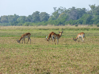 African impala, aerpyceros melampus, Botswana