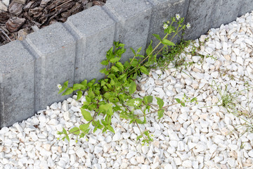 Green weeds growing in white stones at concrete curb in garden