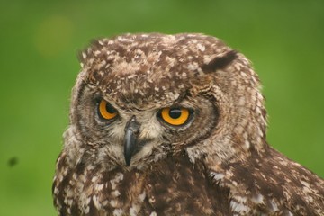 Owl portrait