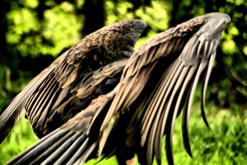 Eagle wings