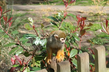 Squirrel monkey