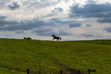 Fototapeta na wymiar Pferd galoppiert am Horizont