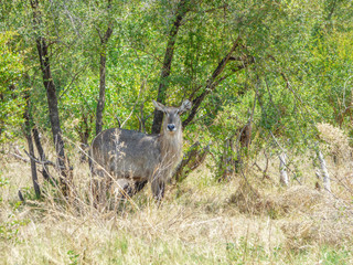 African Female waterbuck, Botswana