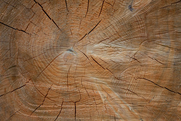 Fototapeta premium wooden log close up
