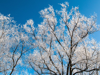 The tops of large trees are covered with white frost on the background of the blue sky in winter