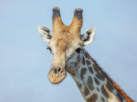 Safari theme, African Giraffe detailed in natural habitat