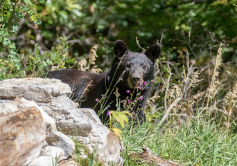 Black bear near Capulin Spring in Sandia Mountains, New Mexico