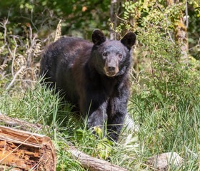 Black bear near Capulin Spring in Sandia Mountains, New Mexico