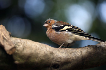 Close-up of male common chaffinch (Fringilla coelebs) on the tree branch