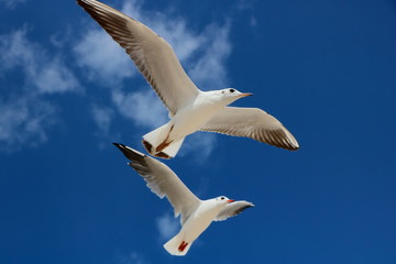 Seagull flying in the blue sky