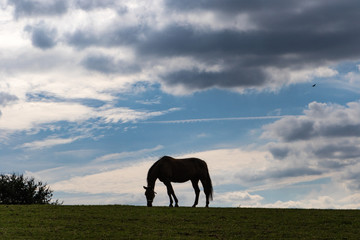 Silhouette eines Pferdes vor Himmel