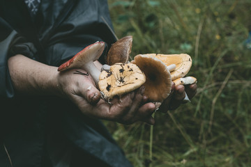 Mushrooms in human hands
