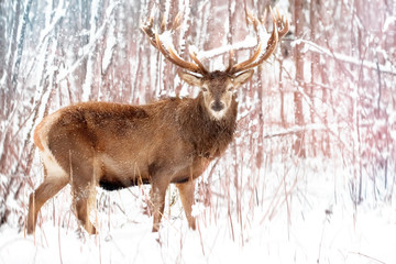 Naklejka na ściany i meble Noble red deer male against the winter snow forest. Winter christmas landscape.