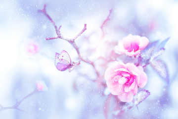 Fantastic beautiful butterfly on the pink roses in the snow and frost. Christmas artistic image.