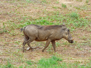 African brown Wild boar, Botswana
