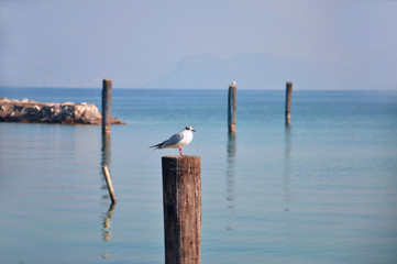 Fototapeta premium A seagull on a wooden pole placed in the waters of Lake Garda (IT). Landscape/Background/Panorama
