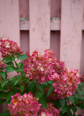 Fototapeta na wymiar pink hydrangea against the fence