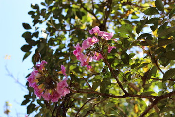 Ipê-rosa Tabebuia impetiginosa flowering