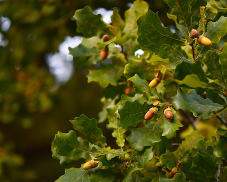 acorns on a tree with leaves
