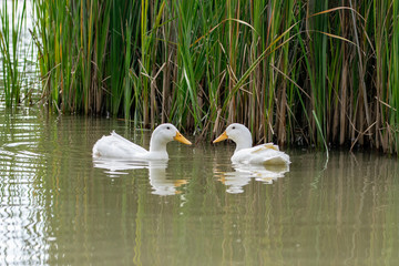 Obraz premium Two Pekin white ducks looking at each other nearly forming a heart shape with their beaks
