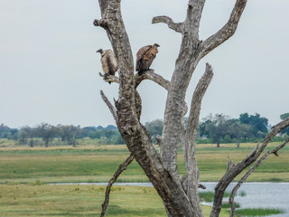 African white-backed vultures, Botswana
