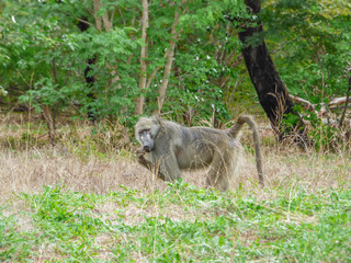 African primate Baboon, Botswana