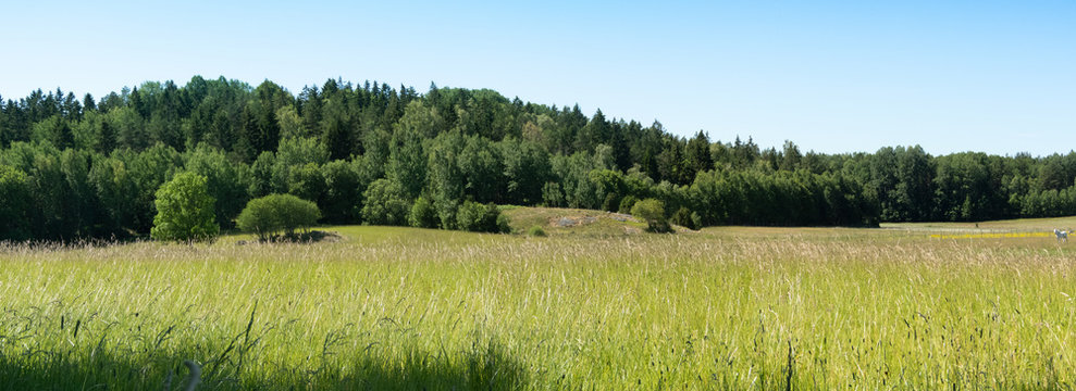 Landscape with forest and a field