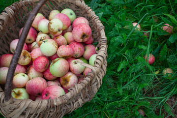 apples in basket on grass