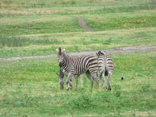 African zebra in natural habitat