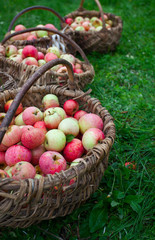 apples in basket on grass