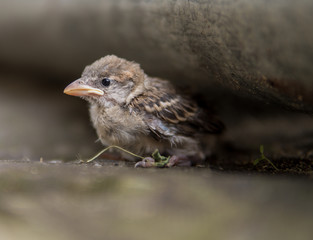 sparrow fledge