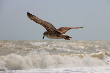 bird in flight