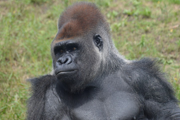 Western lowland gorilla