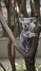 Papier Peint photo Koala koala with joey