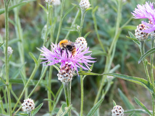A bumblebee on a cornflower