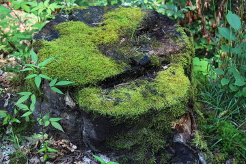 Moss on wood in the forest